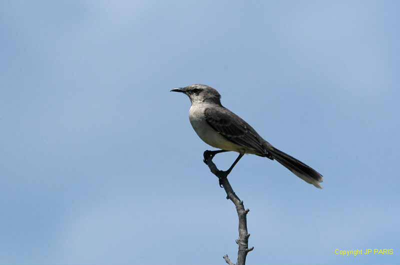 Mimus gilvus